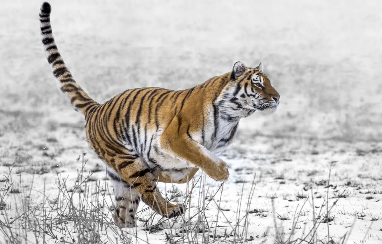 Photo wallpaper snow, tiger, running