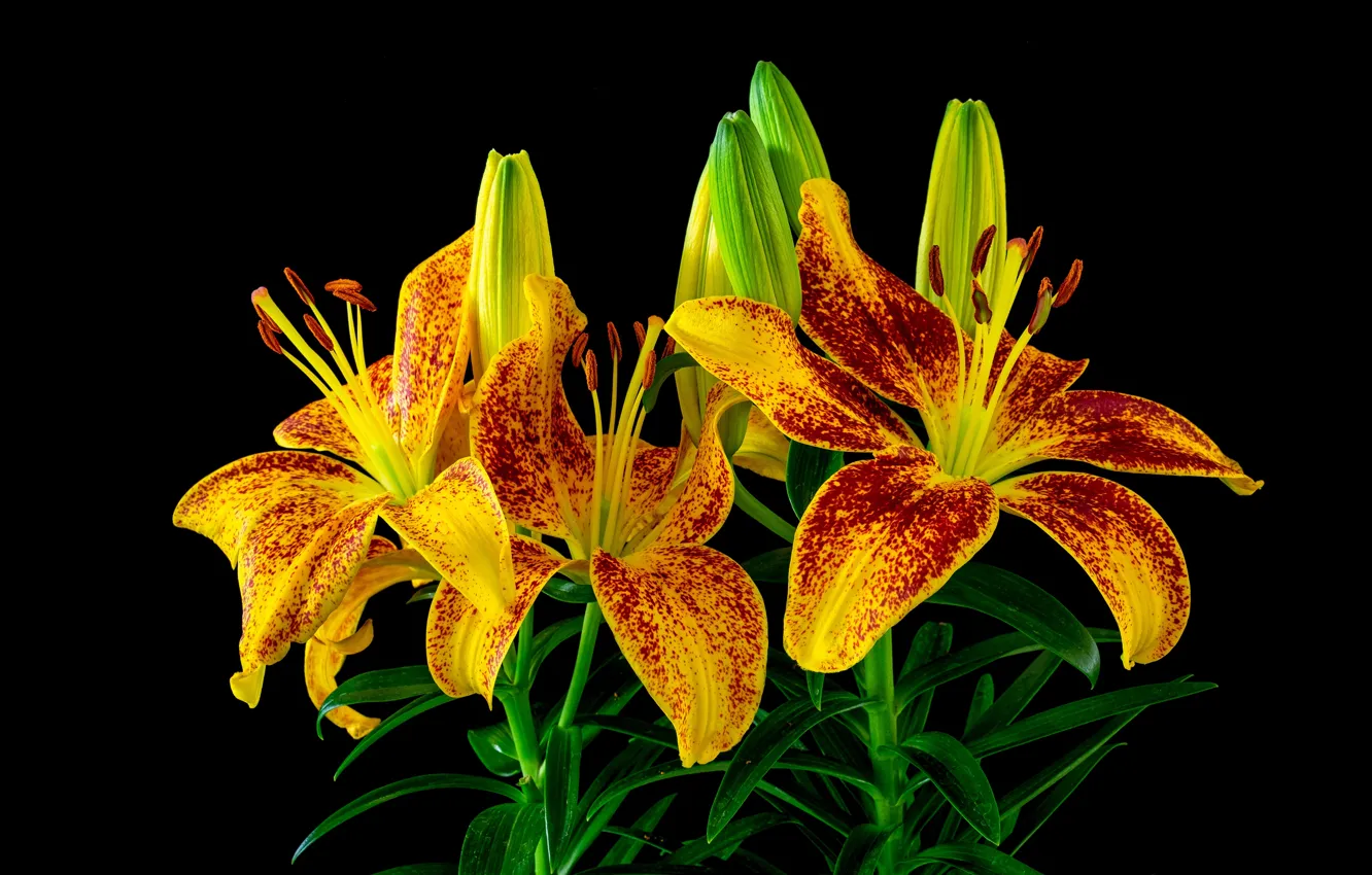 Photo wallpaper flowers, bright, Lily, bouquet, yellow, black background, buds, red