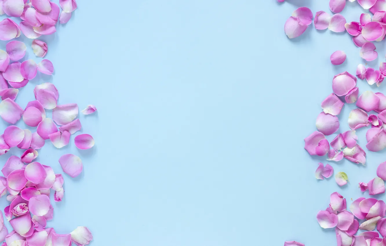 Photo wallpaper flowers, background, blue, roses, petals, buds, pink, flowers