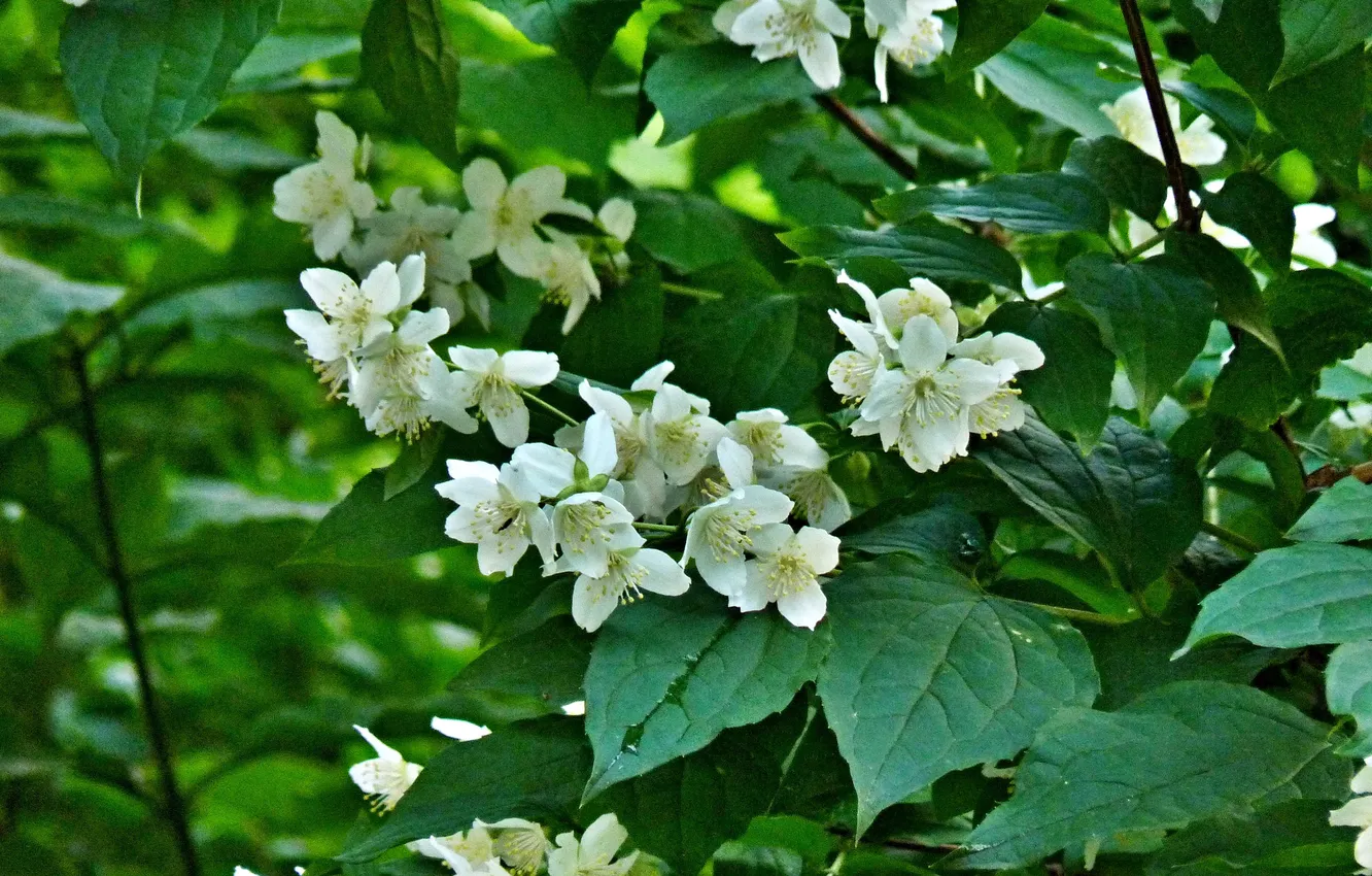 Photo wallpaper flowers, Jasmine, Summer 2025