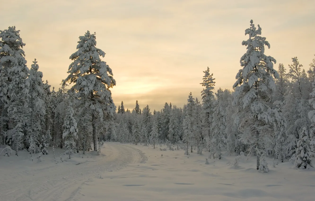 Photo wallpaper winter, snow, trees, sunset