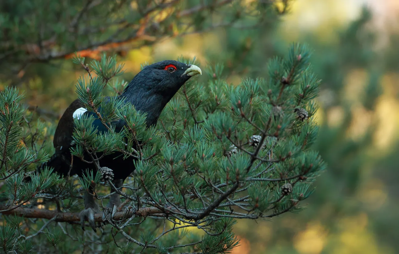 Photo wallpaper trees, branches, bird, coniferous, grouse