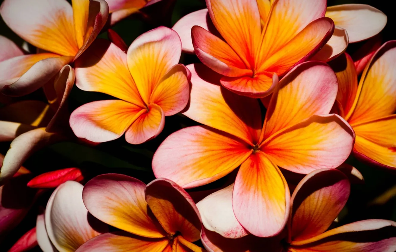 Photo wallpaper nature, plant, petals, plumeria, frangipani