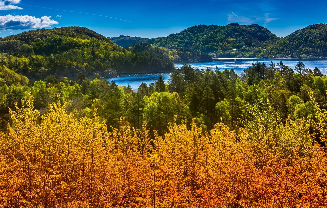 Photo wallpaper forest, summer, nature, lake, glare, river