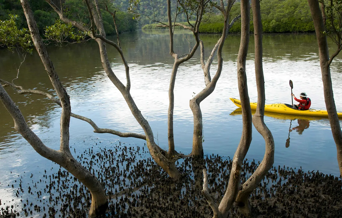 Photo wallpaper water, trees, Australia, Canoeing, New South Wales, Marramarra Creek