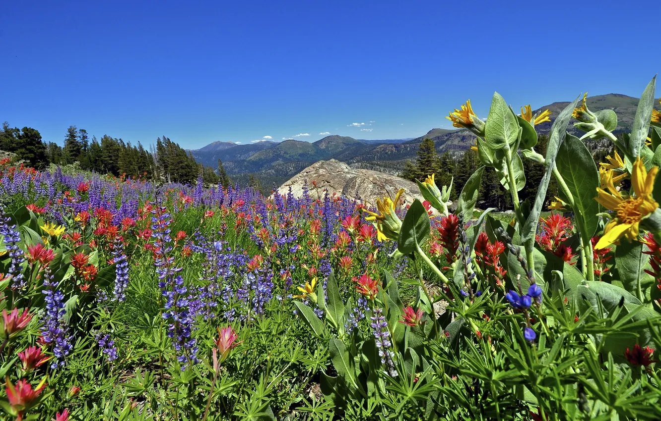 Photo wallpaper the sky, flowers, mountains
