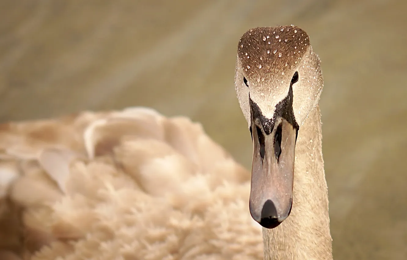 Photo wallpaper nature, bird, swans