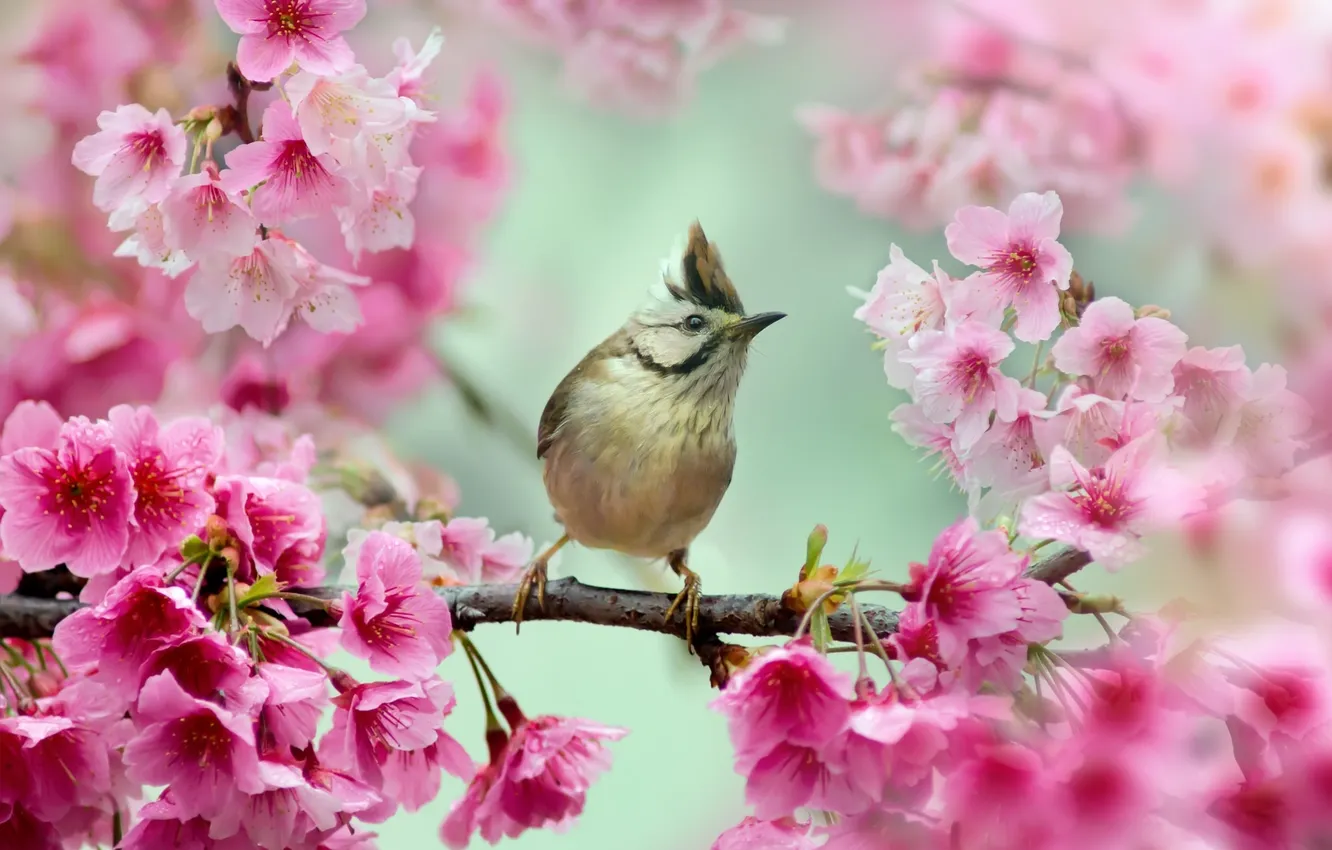 Photo wallpaper branches, Sakura, bird, whine