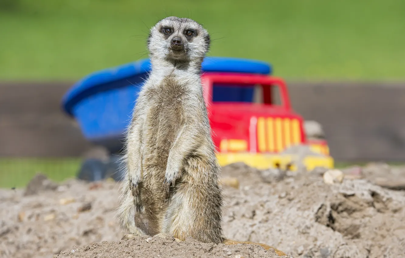 Photo wallpaper sand, meerkats, stand