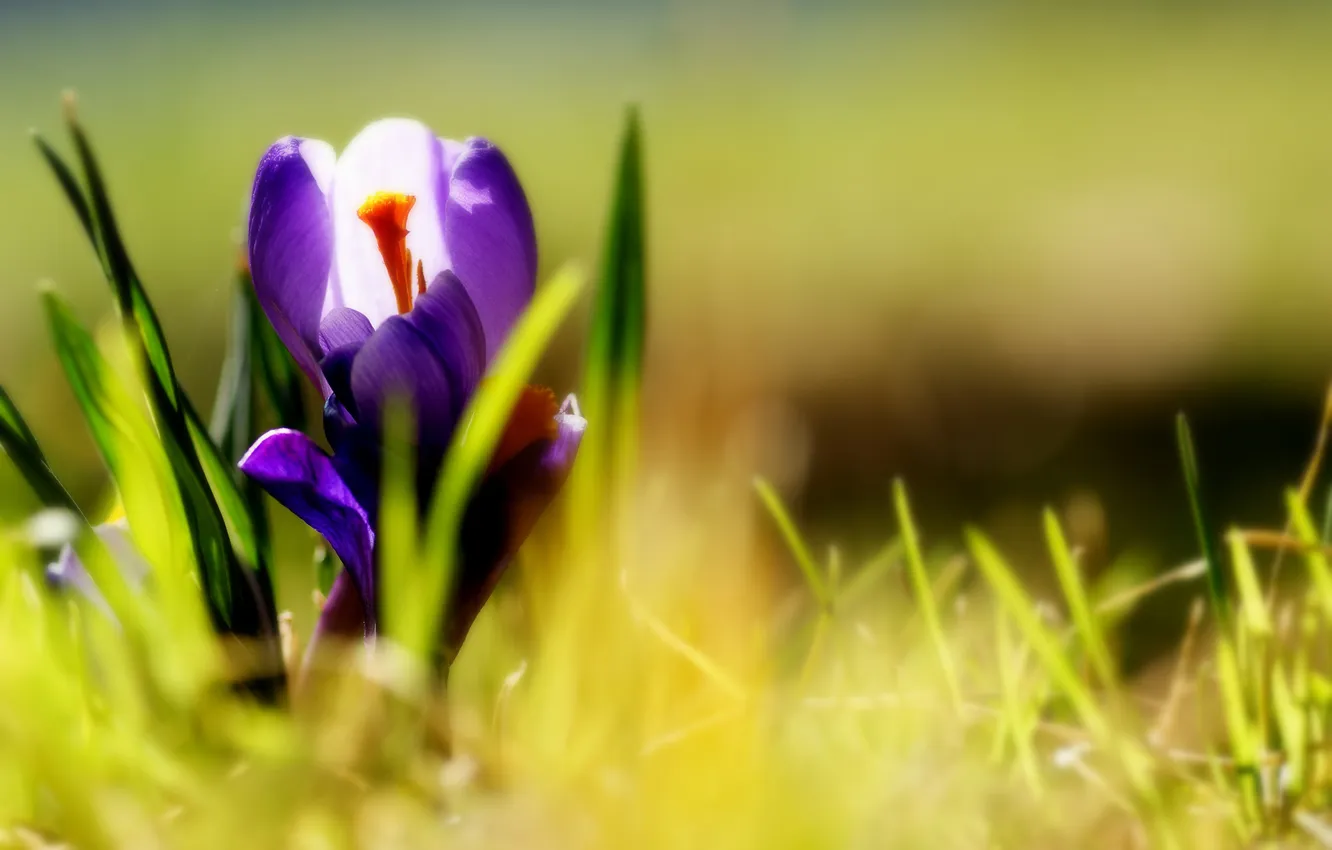Photo wallpaper purple, grass, flowers, crocuses