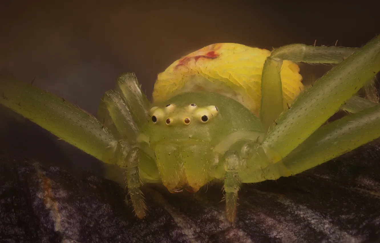 Photo wallpaper spider, macro photography of insects, The krestovichok spider, The Krestovik, Ivan Zolin