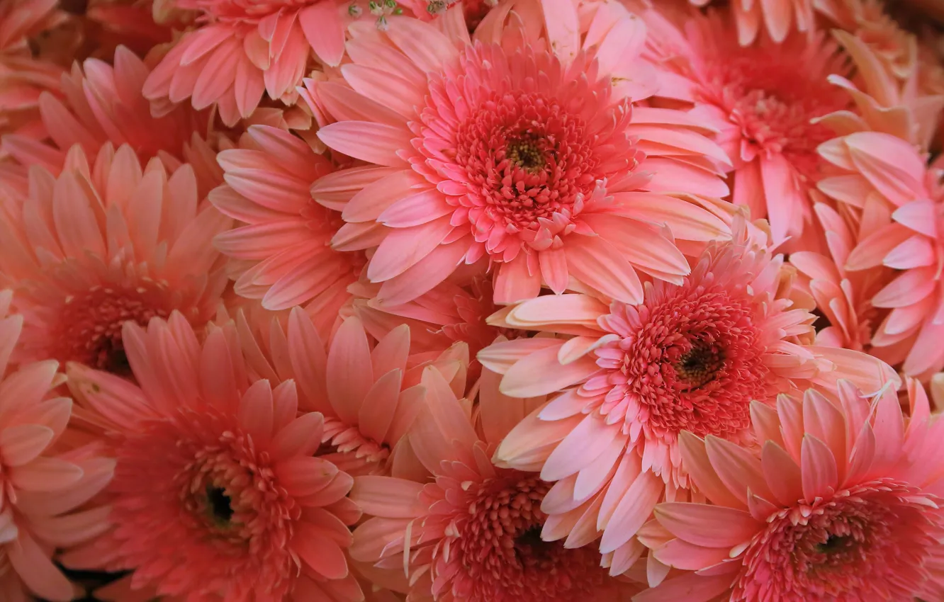 Photo wallpaper macro, flowers, pink, gerbera, chrysanthemum, a lot, salmon