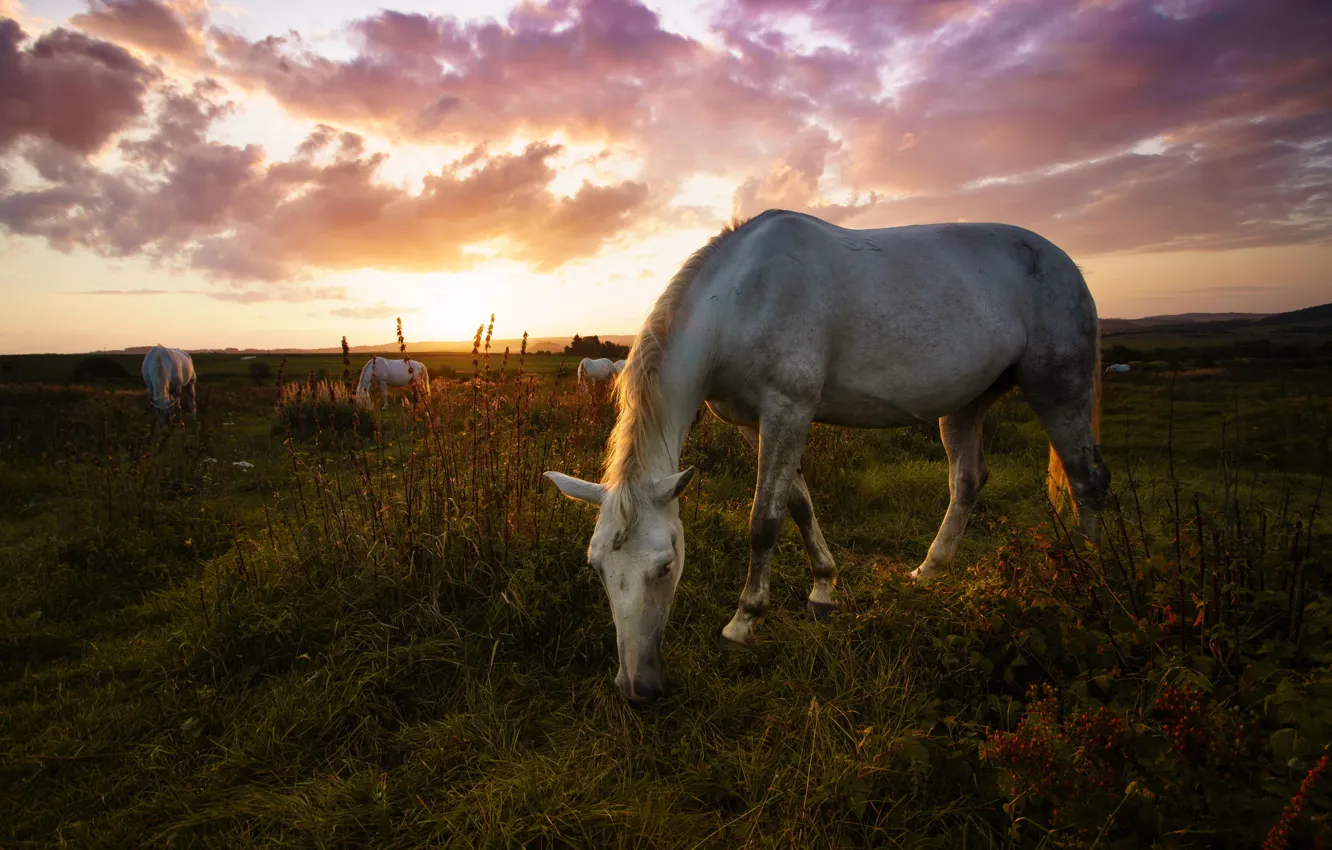 Photo wallpaper sunset, horse, horse, the evening, grazing