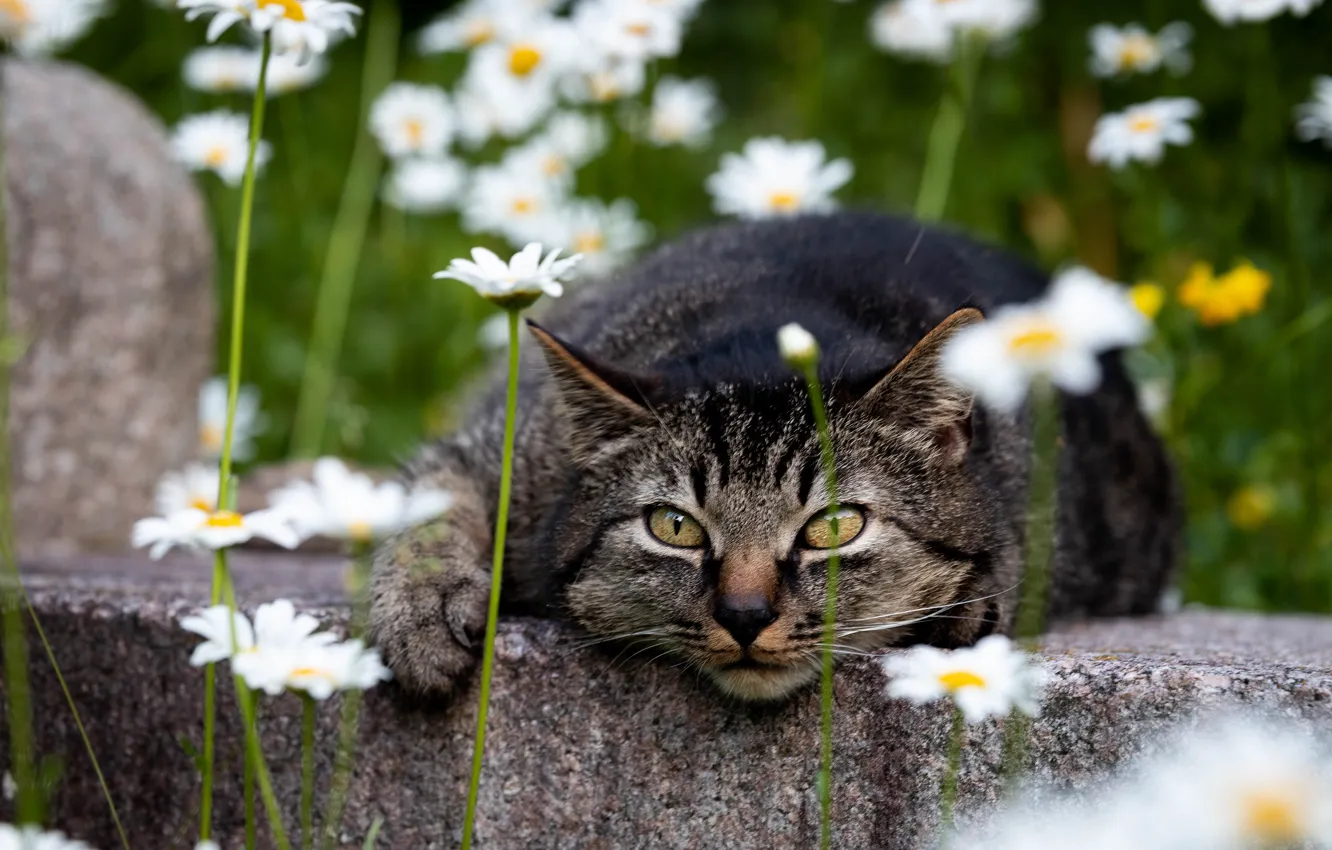 Photo wallpaper cat, cat, look, flowers, pose, grey, chamomile, lies