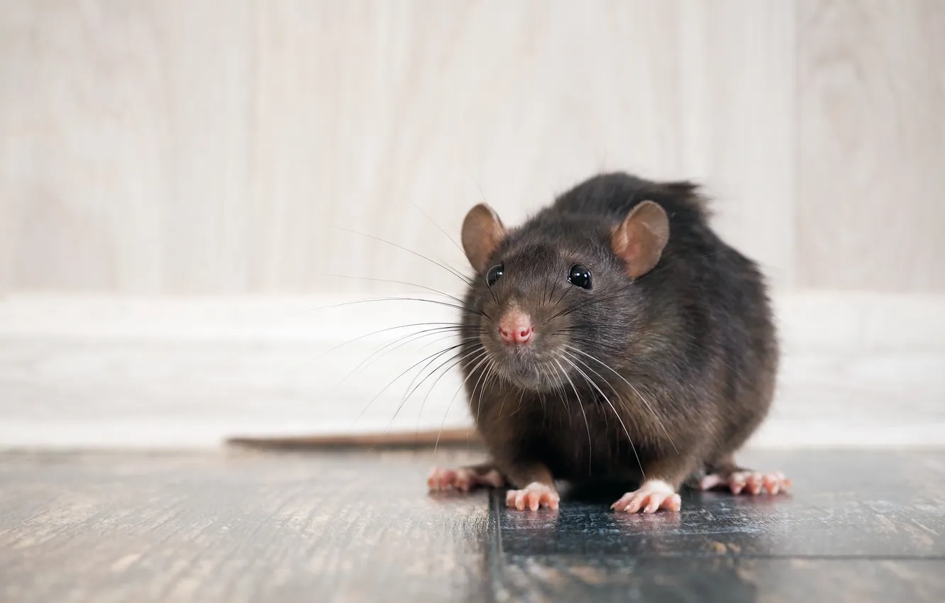 Photo wallpaper problem, pet, rat, portrait, mammal, on the floor, pests, phobia