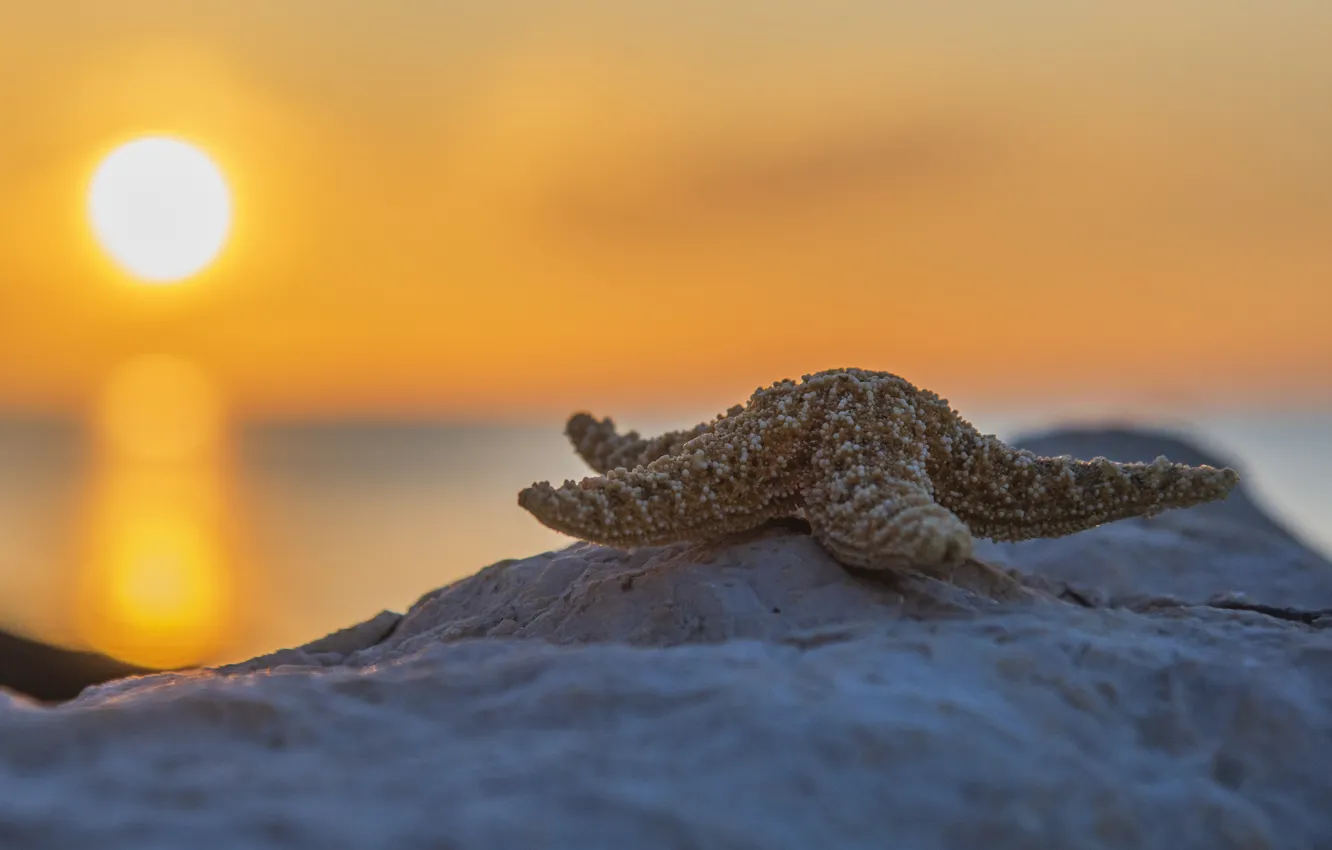 Photo wallpaper sea, the sky, the sun, sunset, shore, starfish, bokeh