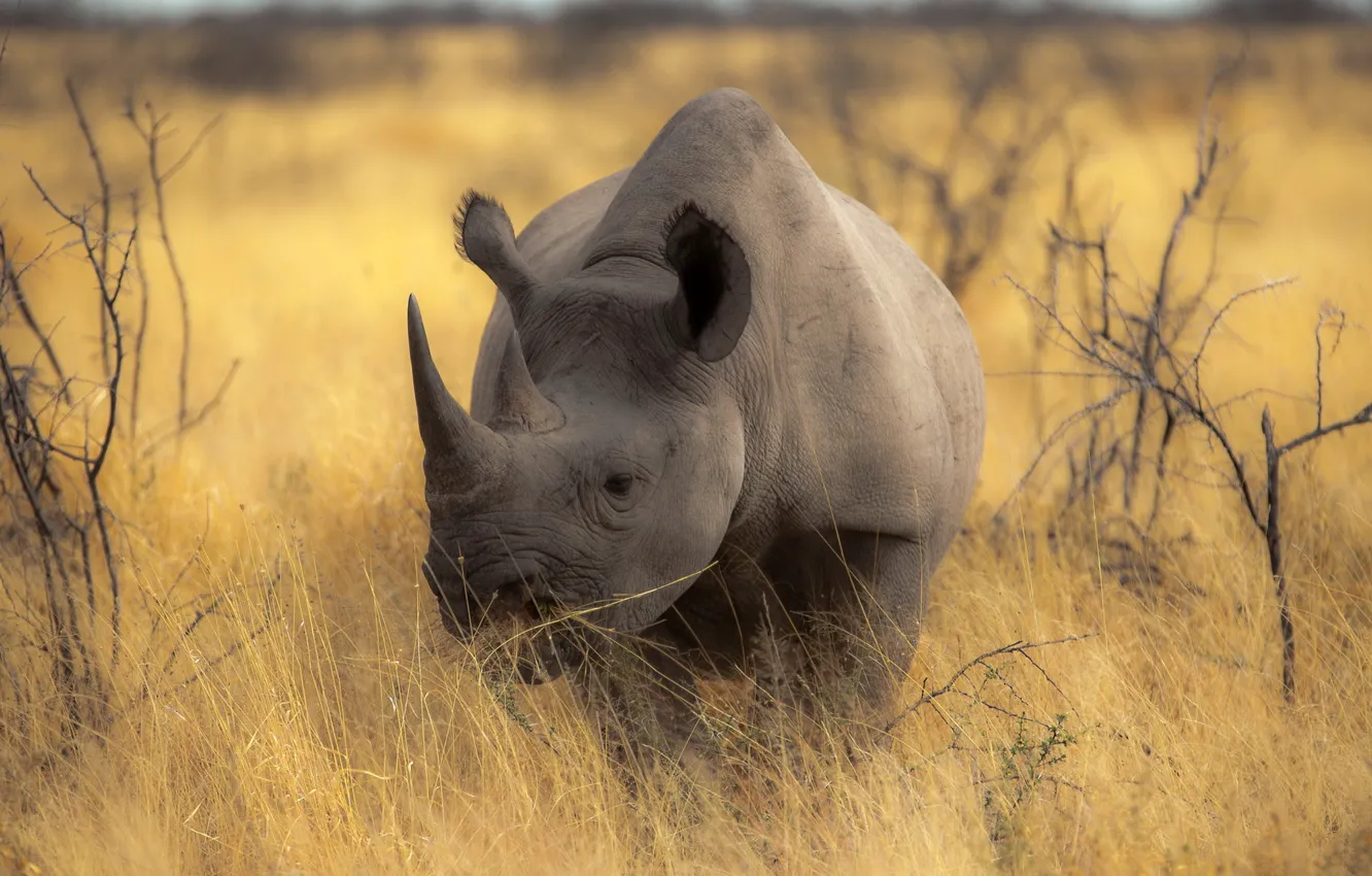 Photo wallpaper nature, background, Rhino