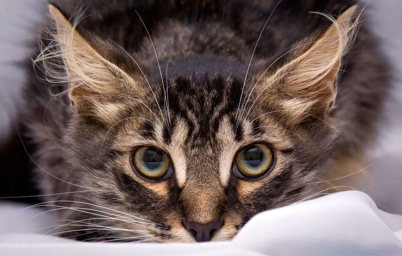 Photo wallpaper cat, eyes, cat, look, grey, portrait, striped, Wallpaper from lolita777