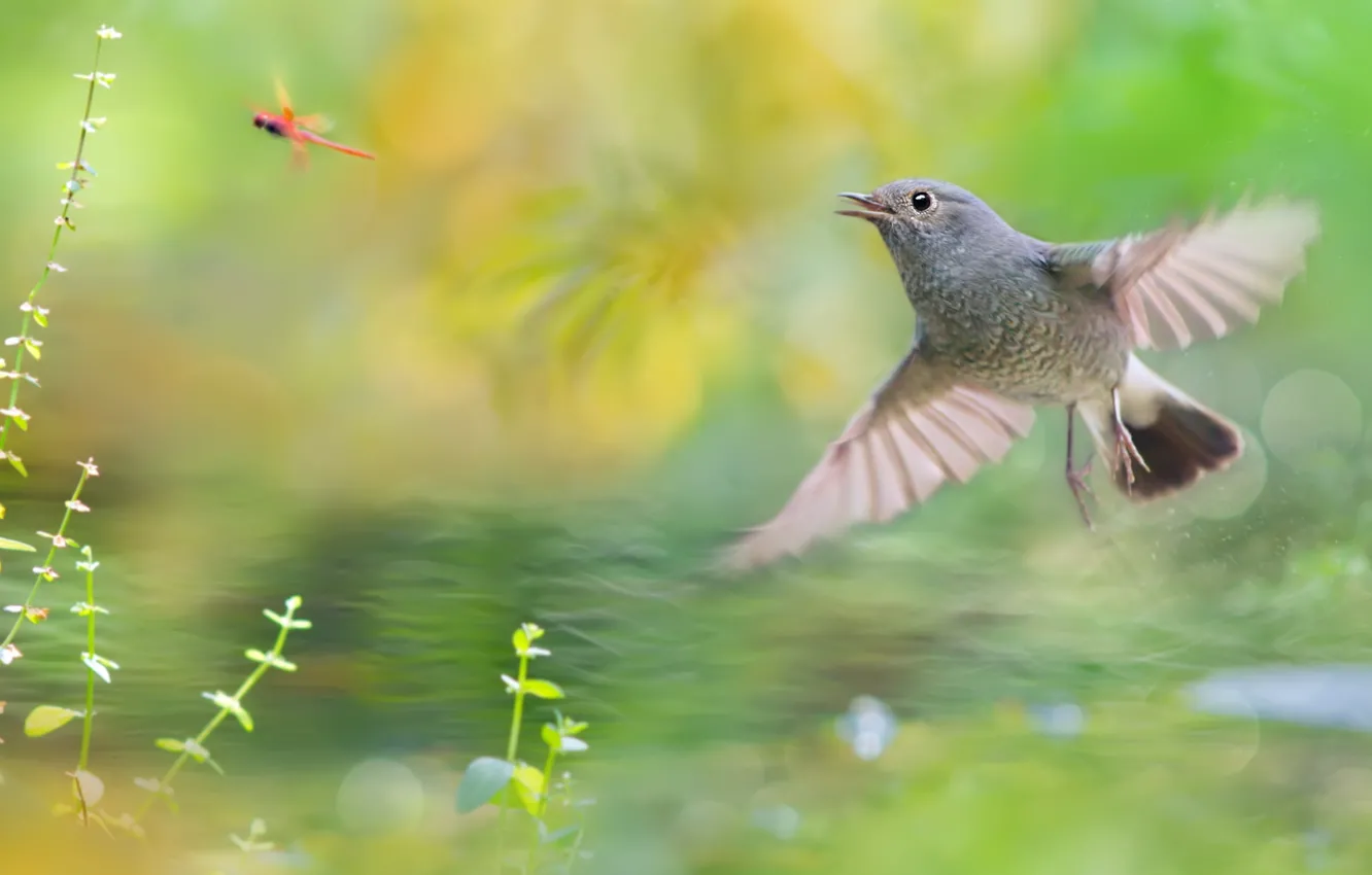 Photo wallpaper dragonfly, hunting, bird, pond, Wallpaper from lolita777