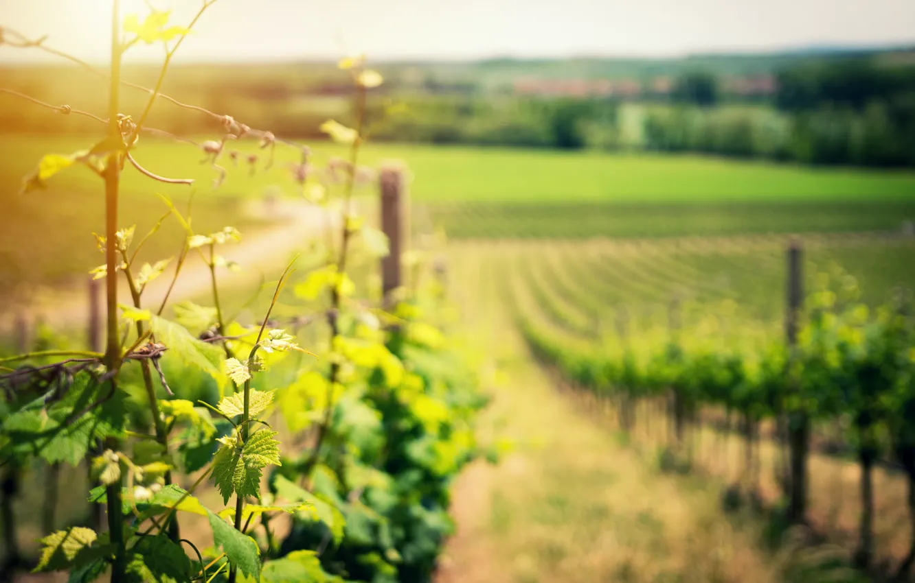 Photo wallpaper road, field, nature, plant, grapes, vineyard