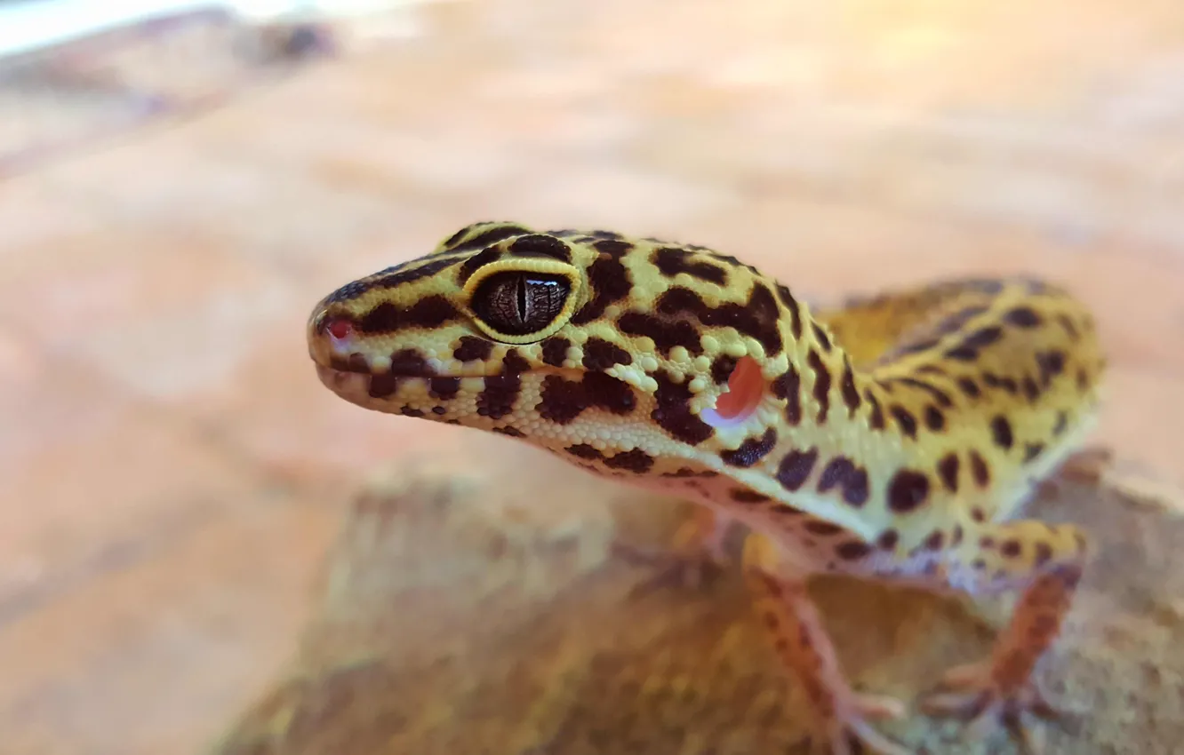 Photo wallpaper reptile, gecko, leopard gecko