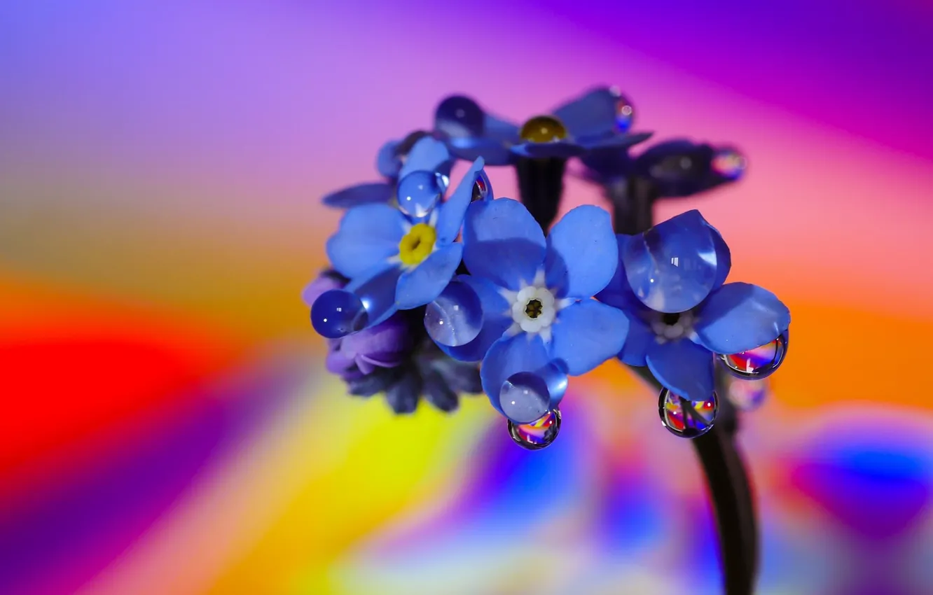 Photo wallpaper macro, flowers, water drops, forget-me-nots