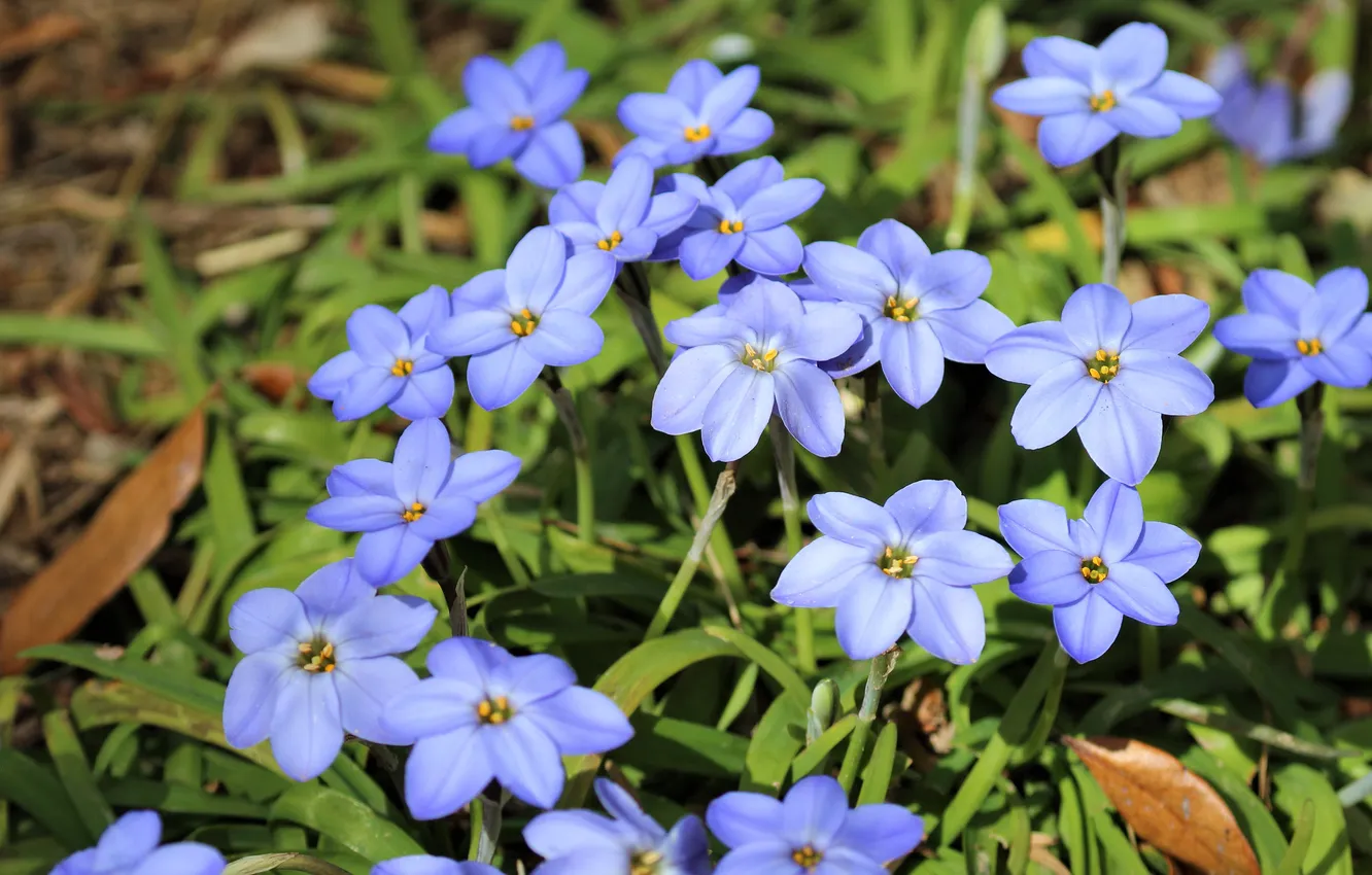 Photo wallpaper greens, leaves, flowers, blue, blue, garden, flowerbed, clearing