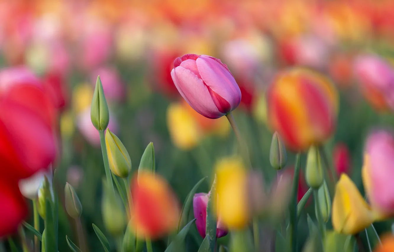 Photo wallpaper field, flowers, Tulip, blur, spring, yellow, tulips, pink