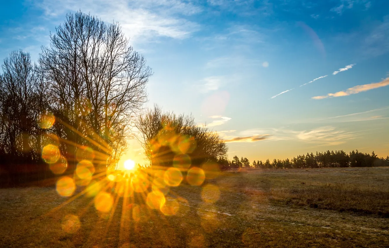 Photo wallpaper the sun, trees, morning