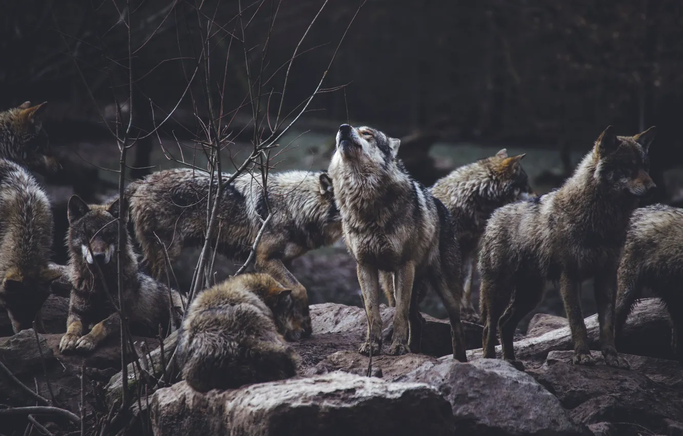 Photo wallpaper Predator, nature, animal, wolf, wildlife, portrait, Wolf Pack, portrait.