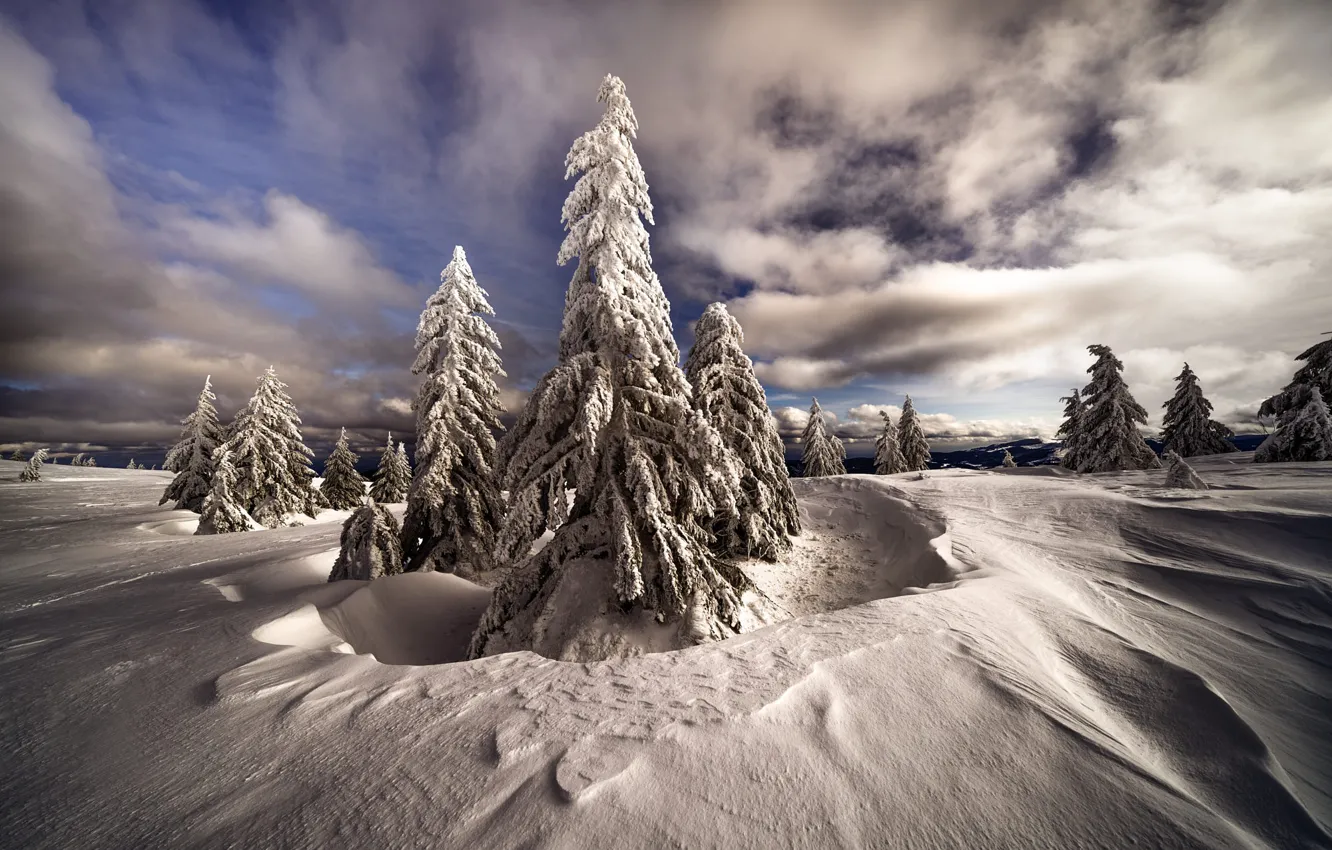 Photo wallpaper cold, winter, forest, the sky, clouds, light, snow, nature