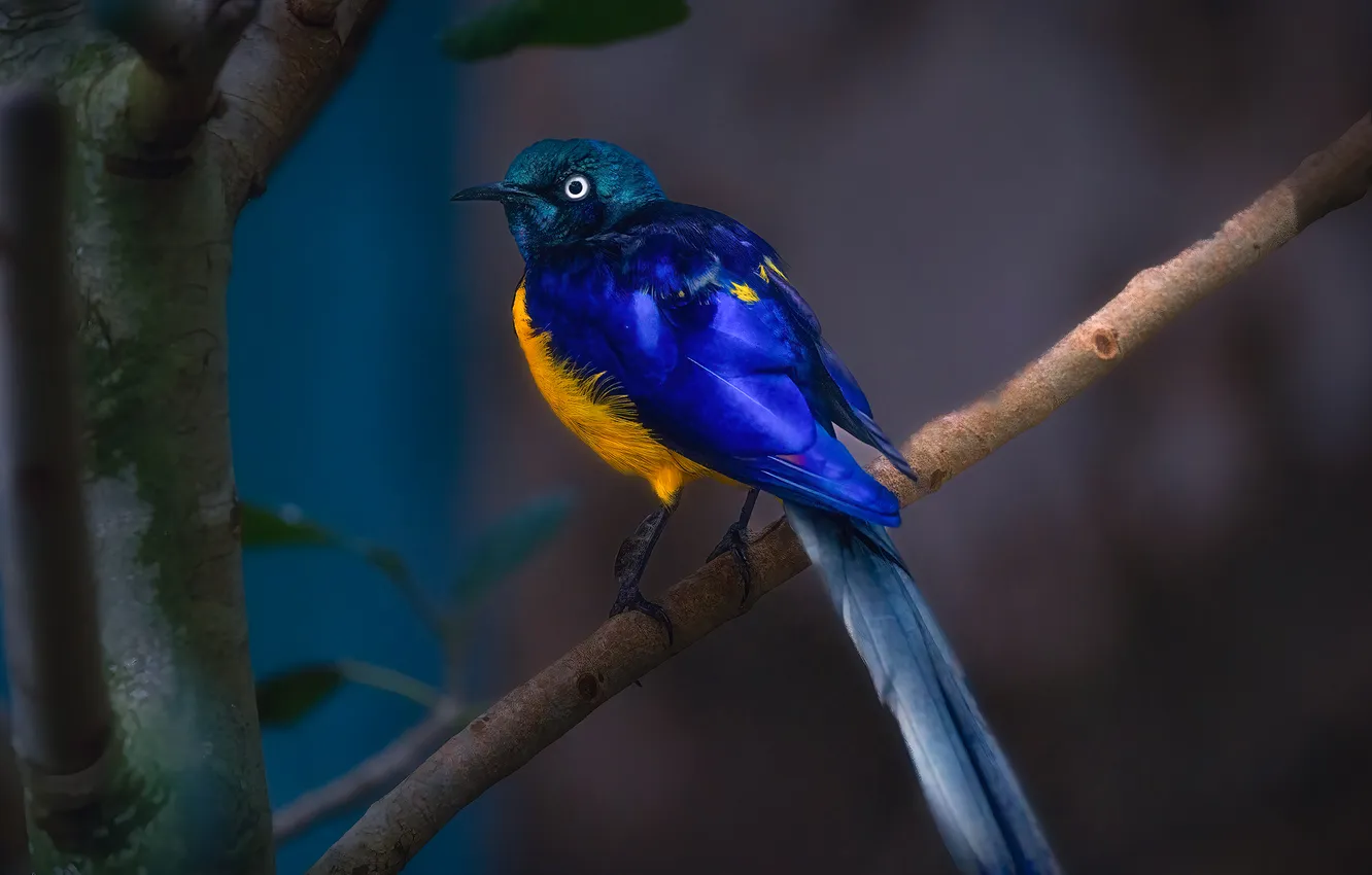 Photo wallpaper bird, branch, Златогрудый спрео
