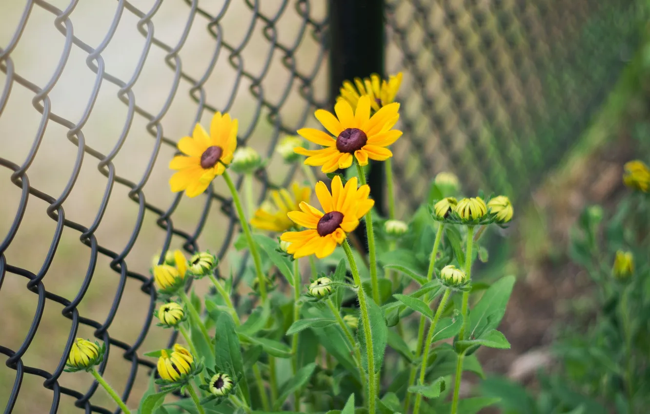 Photo wallpaper flowers, the fence, petals, stem, buds