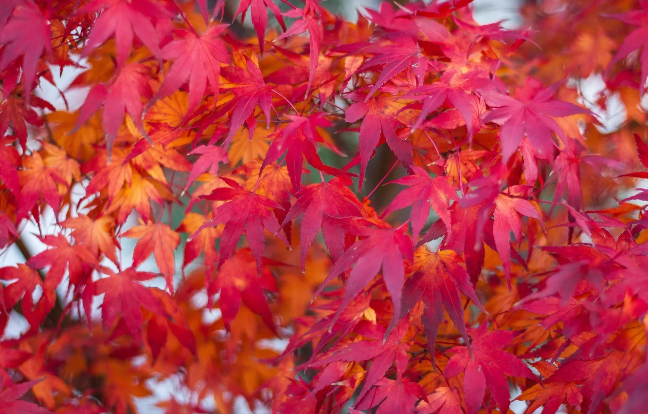 Photo wallpaper autumn, leaves, macro, maple, the crimson