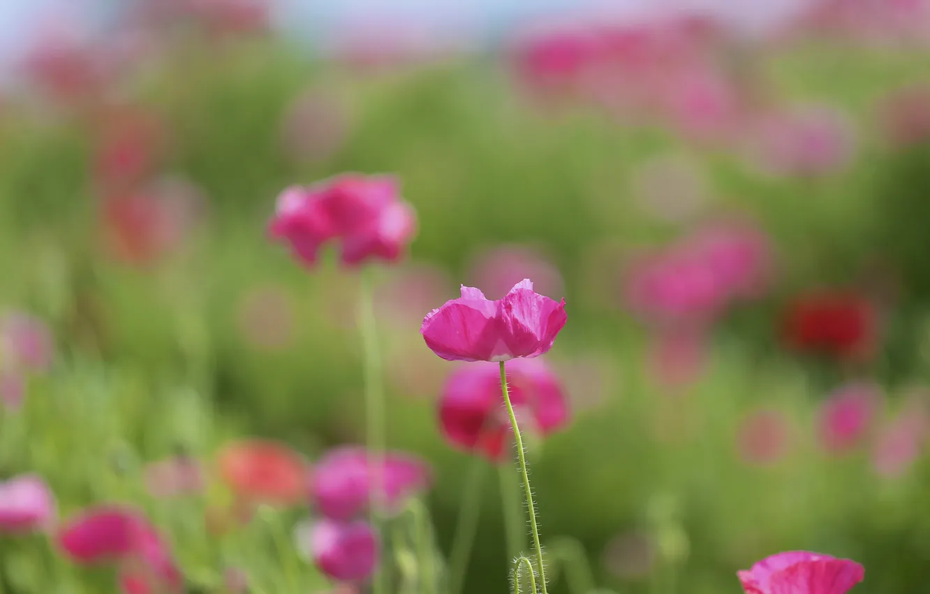 Photo wallpaper field, summer, Maki, pink