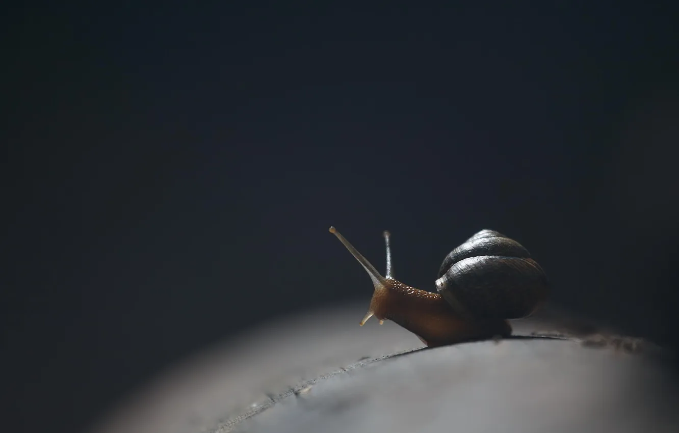 Photo wallpaper macro, search, snail, twilight, photographer, Pasha Ivanov