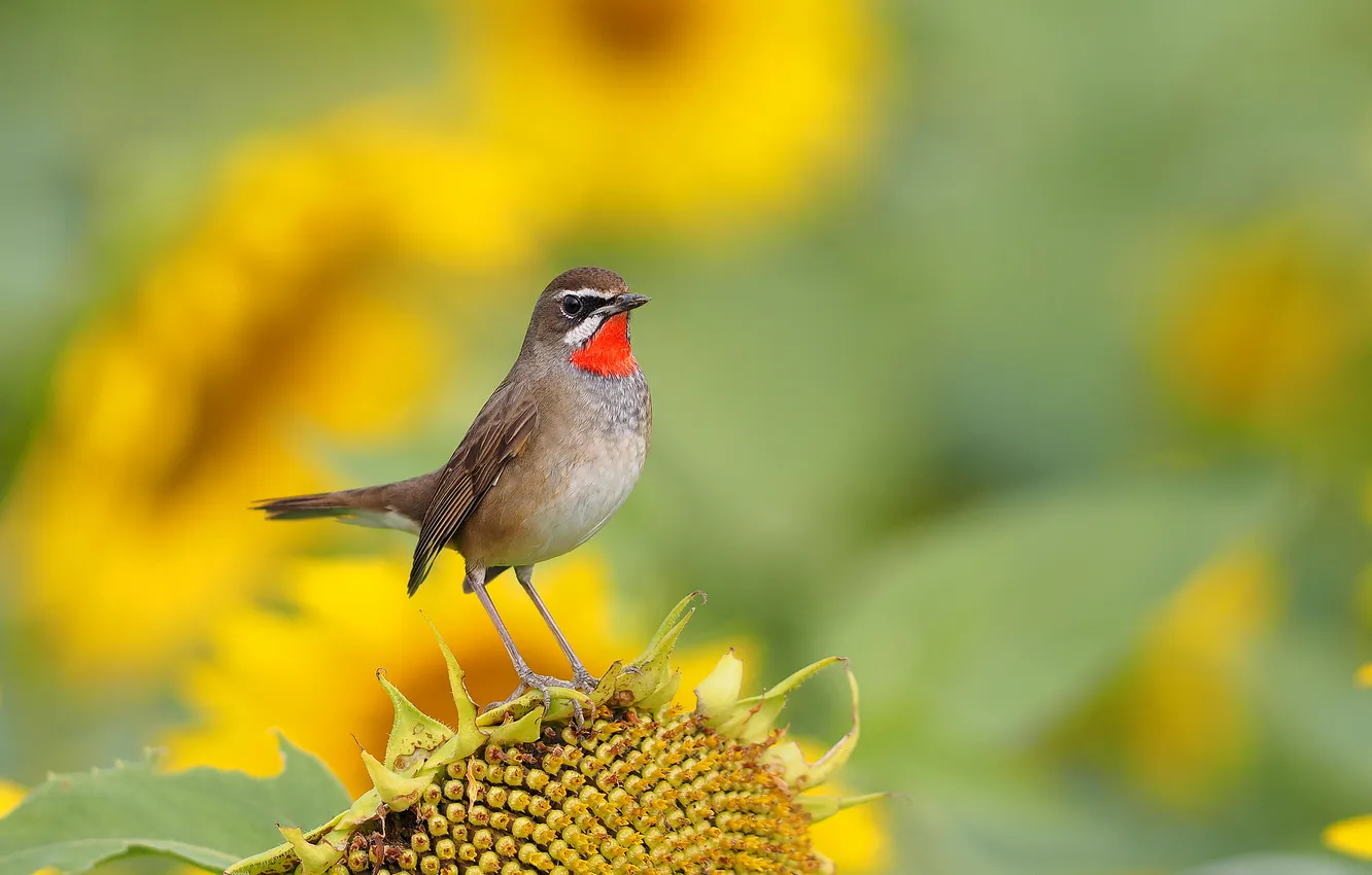 Photo wallpaper sunflowers, nature, bird, paint, feathers, beak
