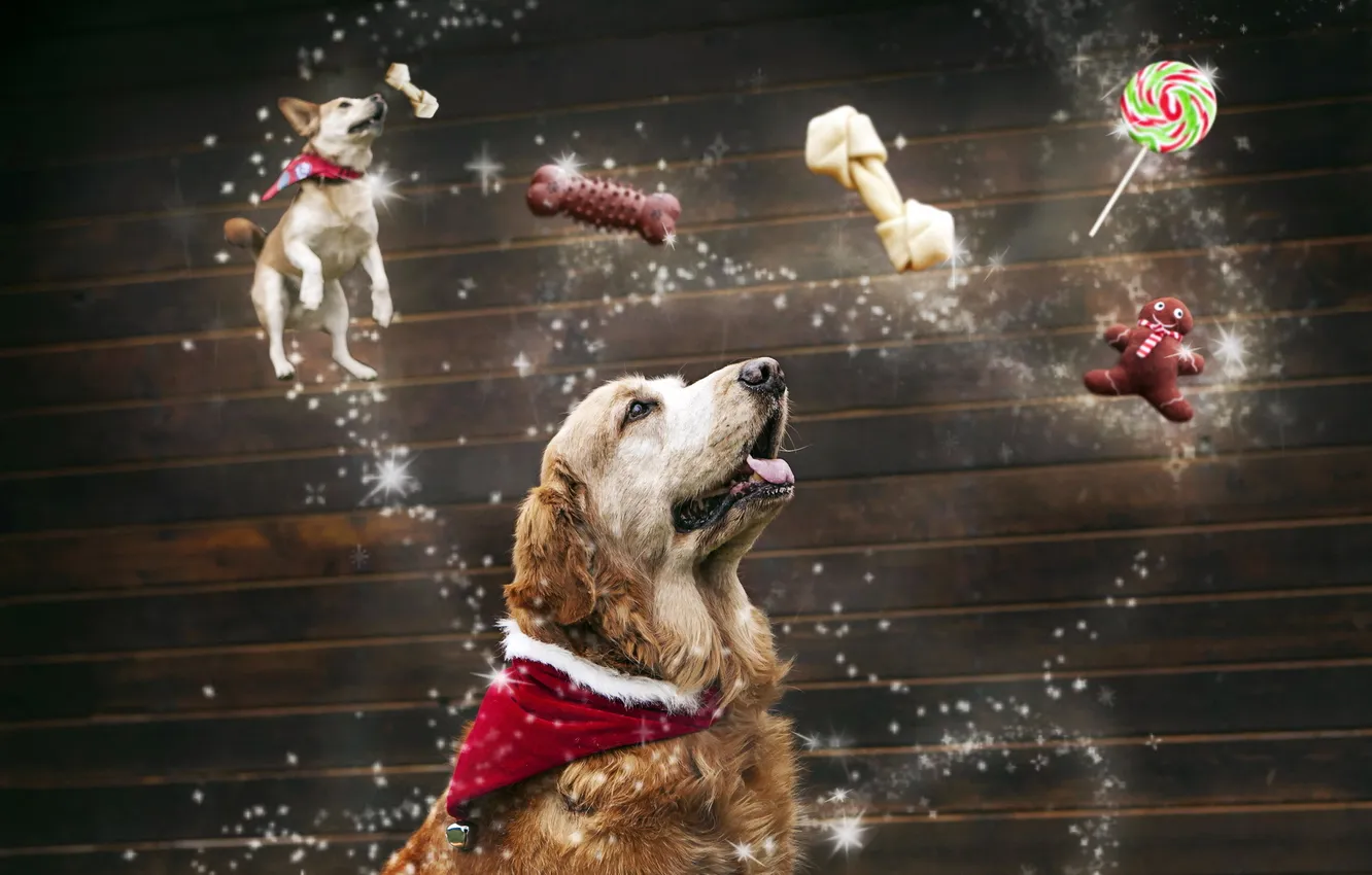 Photo wallpaper dream, holiday, dog