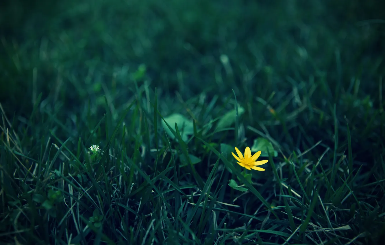 Photo wallpaper flower, grass, yellow, zelenui