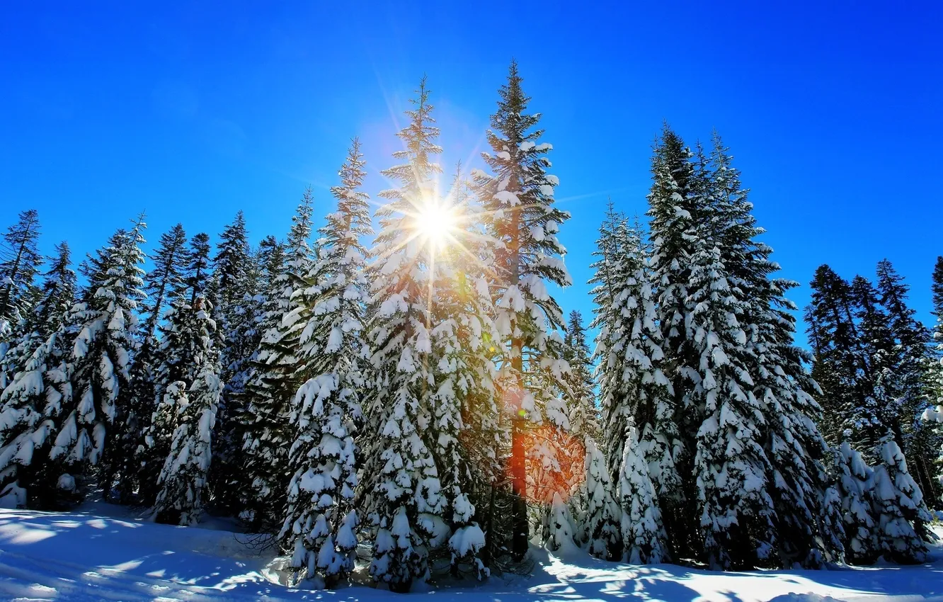Photo wallpaper winter, forest, the sun, trees, tree