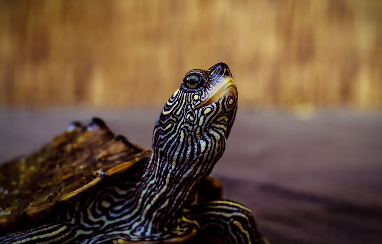 Photo wallpaper turtle, portrait, water, water turtle