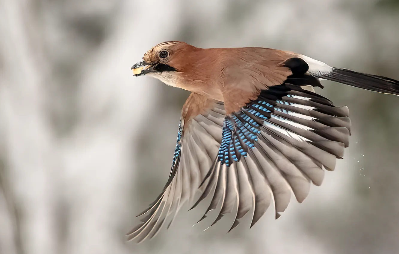 Photo wallpaper bird, flight, food, seed