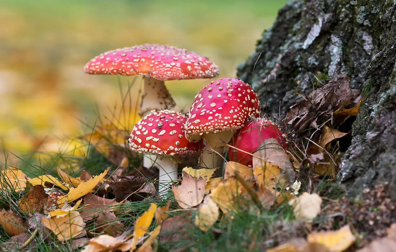 Photo wallpaper autumn, nature, mushrooms