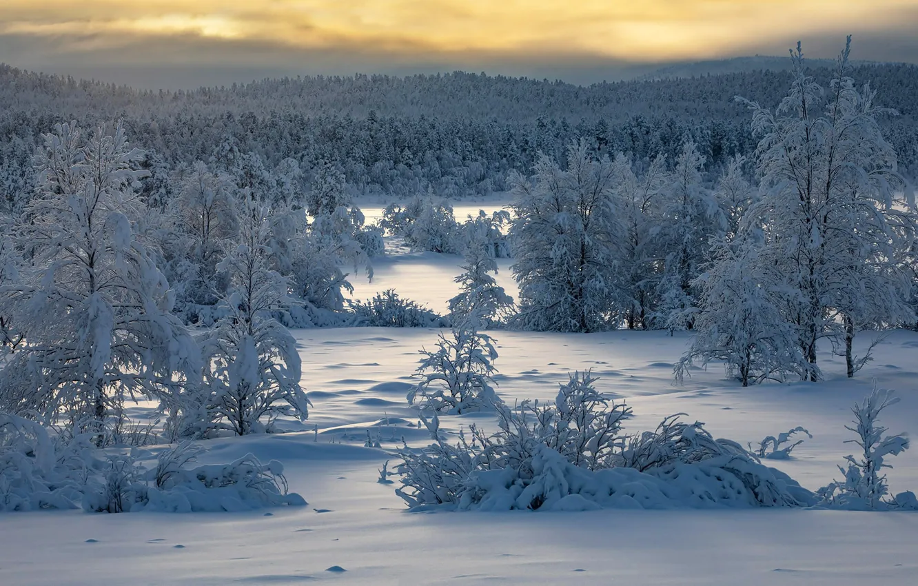Photo wallpaper winter, forest, snow, trees, Finland, Finland, Lapland, Lapland