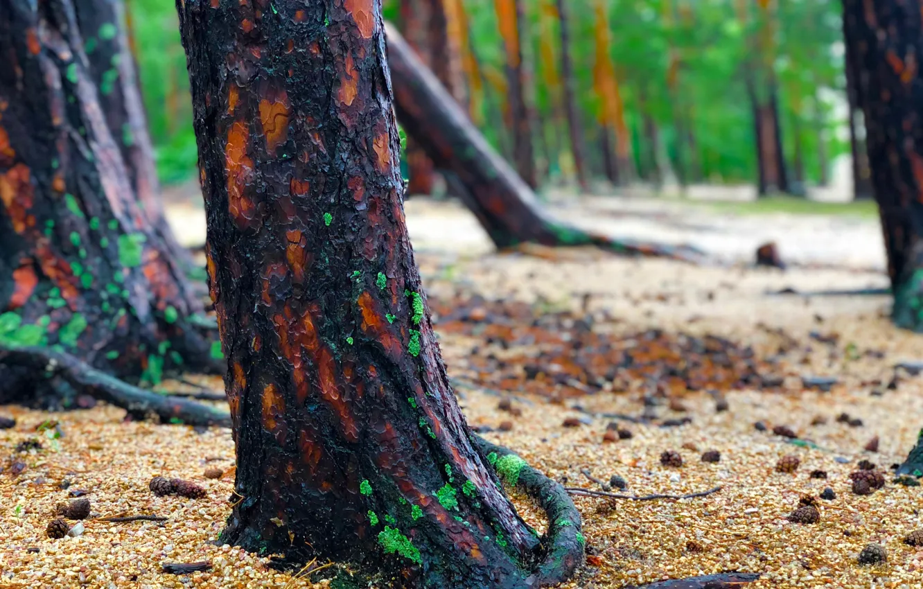 Photo wallpaper forest, rain, Upland