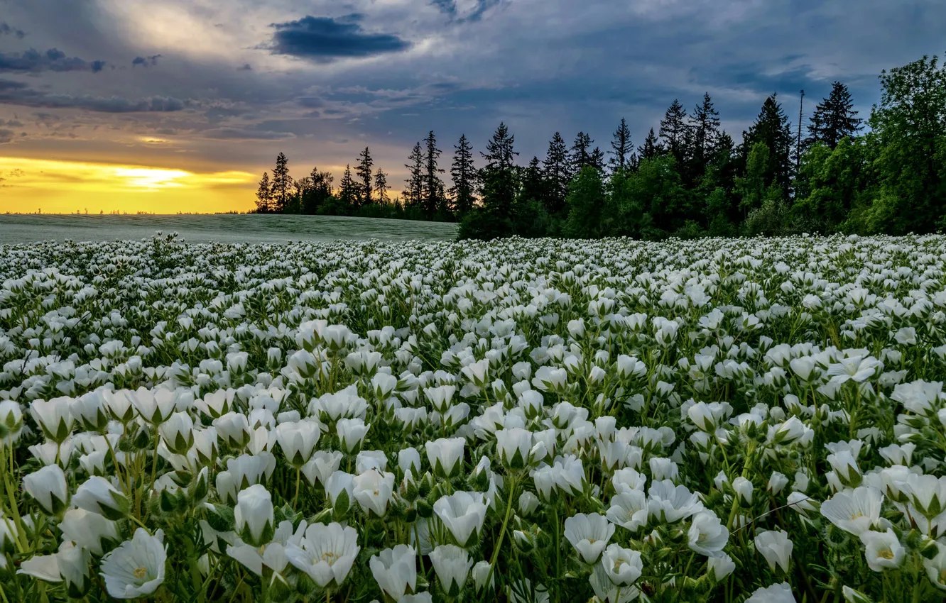 Photo wallpaper field, forest, the sky, sunset, flowers, clouds, dal, ate