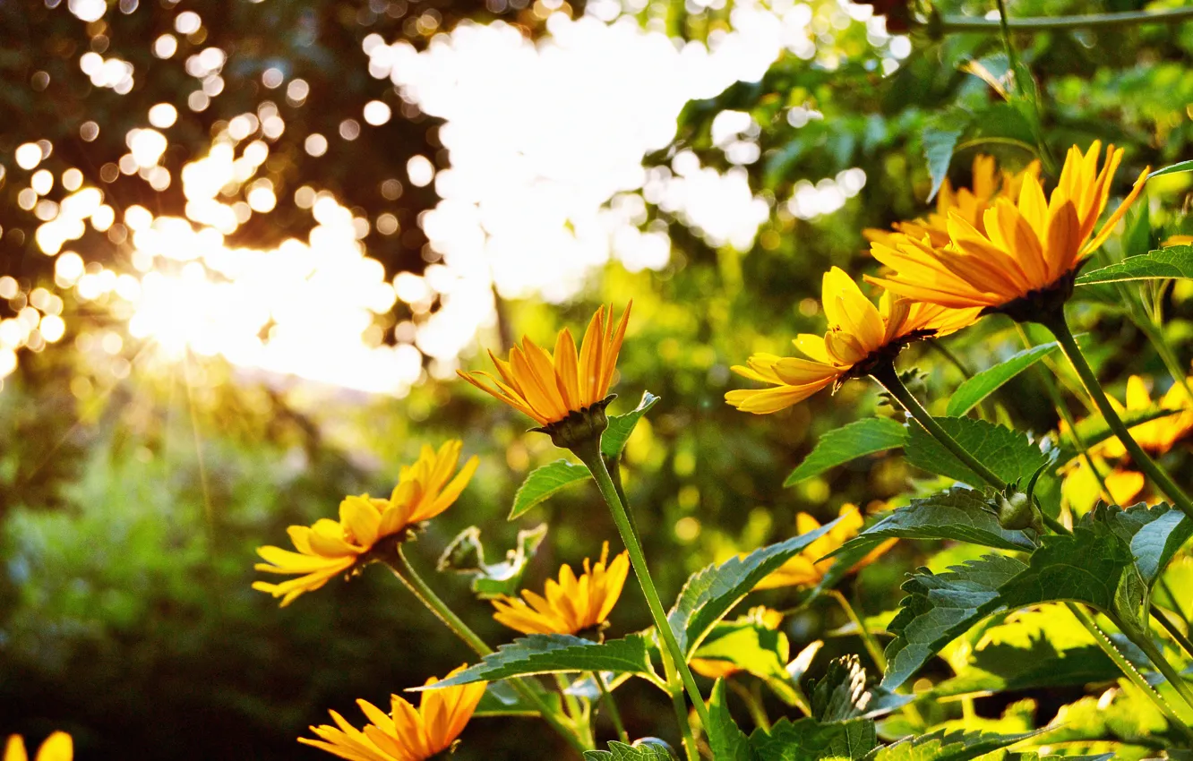 Photo wallpaper summer, the sun, flowers, bright, Blik