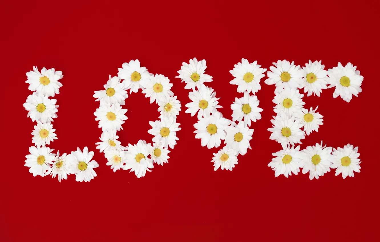 Photo wallpaper love, flowers, letters, chamomile, love, flowers, romantic, camomile