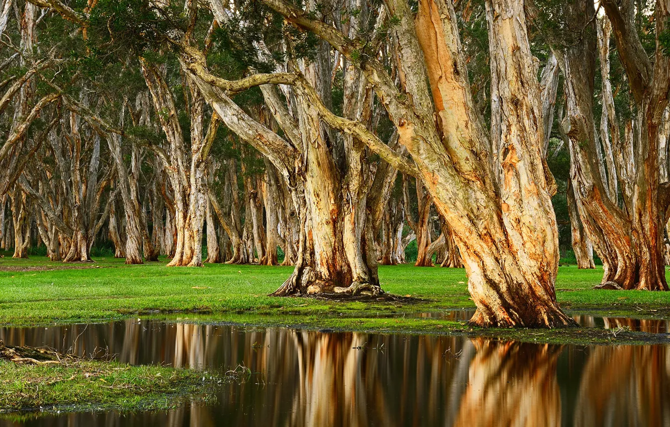 Photo wallpaper grass, water, trees, Park, Australia, Randwick, Centennial Park