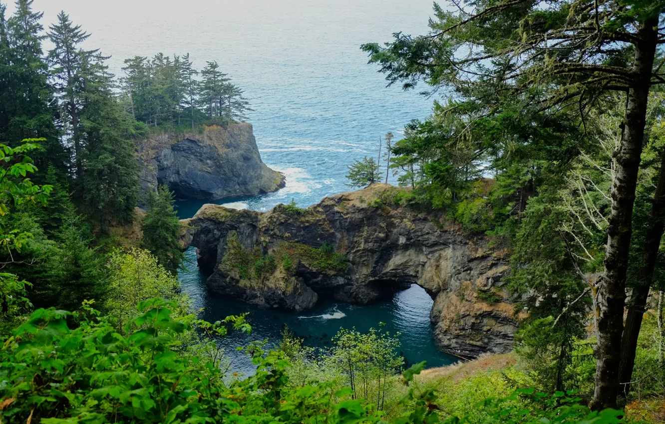 Photo wallpaper forest, trees, the ocean, rocks, coast, slope, USA, the bushes